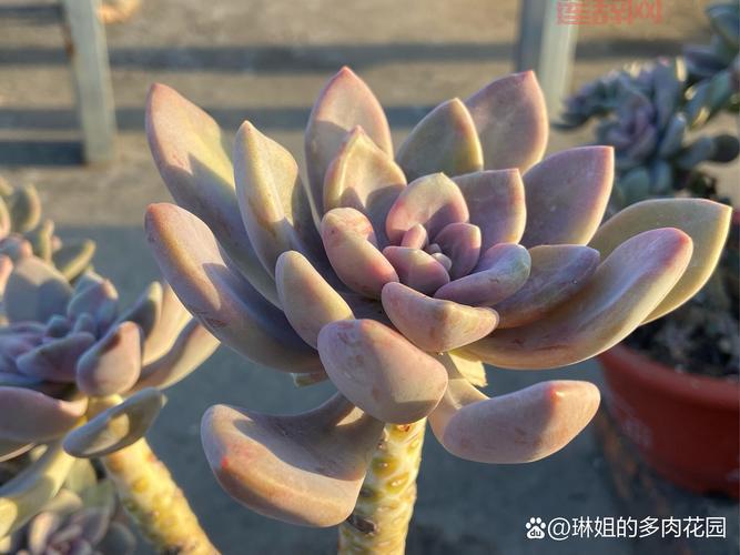 肉肉全无遮盖