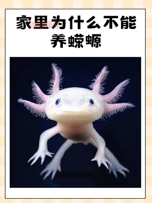 北风蛙能活多久？这种小动物寿命有多长？