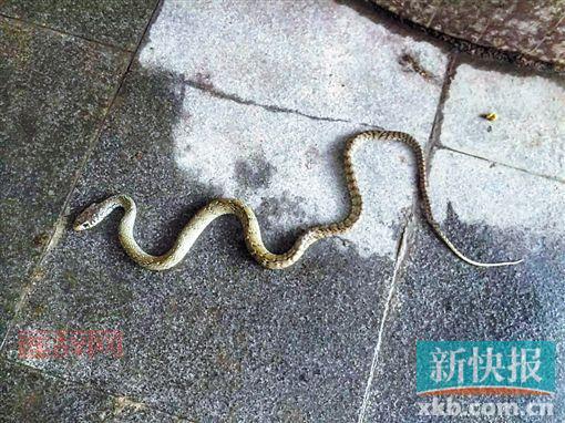 2米长蛇钻幼儿园事件：家长最关心的问题在这！