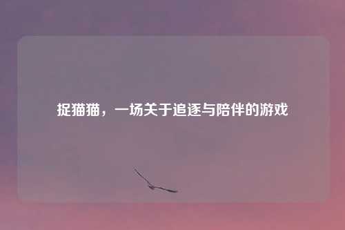 捉猫猫，一场关于追逐与陪伴的游戏